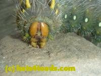 /home//u458753944/public_html/sourcegallery///////Insects and small critters/butterflies and moths (Lepidoptera)/P1100277.JPG